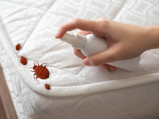Best Insect Control  in Newport, VT