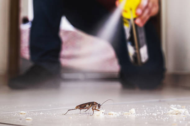 Trusted Newport, VT Pest Control Experts